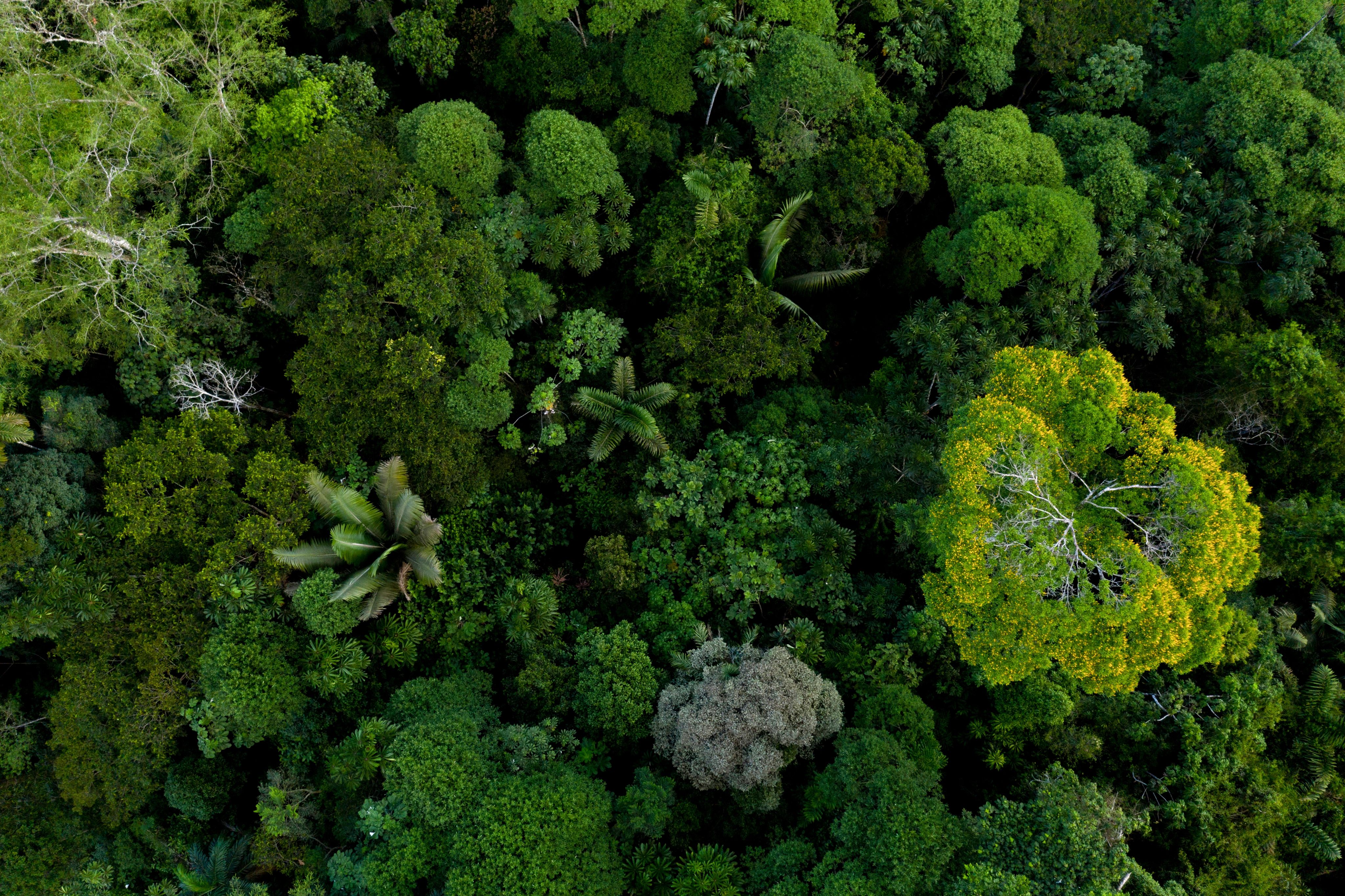 The Amazon forest canopy from above